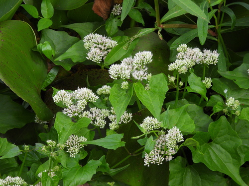 Mikania scandens observed 2026-10-28