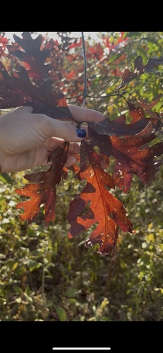 Quercus alba observed 2026-10-28