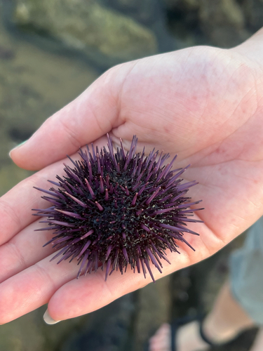 Strongylocentrotus purpuratus observed 2026-10-28