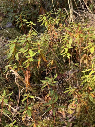 Rhododendron observed 2026-10-28