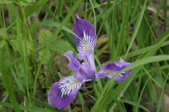 Iris tenax
