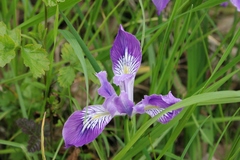 Iris tenax