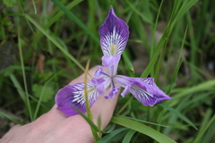 Iris tenax