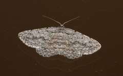 Psilosticha absorpta