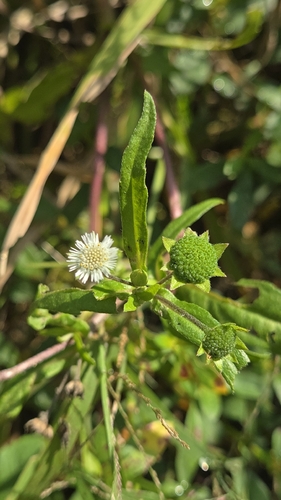 Eclipta alba observed 2026-10-29