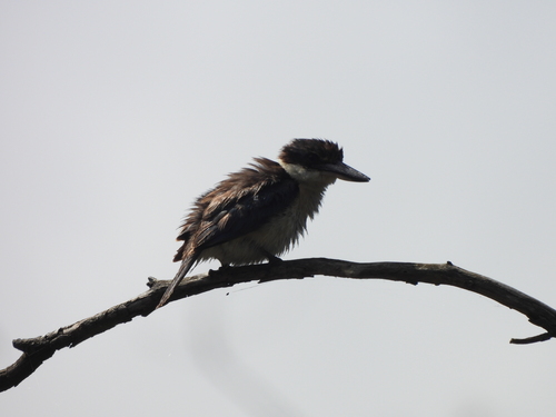Todiramphus sanctus observed 2026-10-28