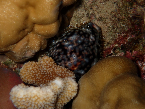 Cypraea tigris observed 2026-10-28