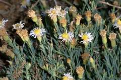 Minuria cunninghamii