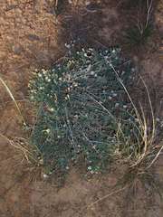 Minuria cunninghamii