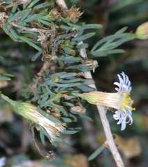 Minuria cunninghamii