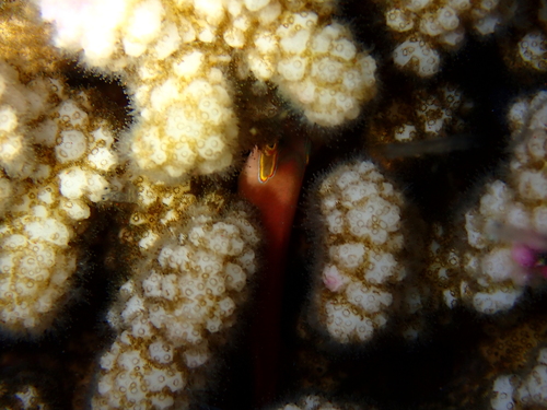 Paracirrhites arcatus observed 2026-10-28