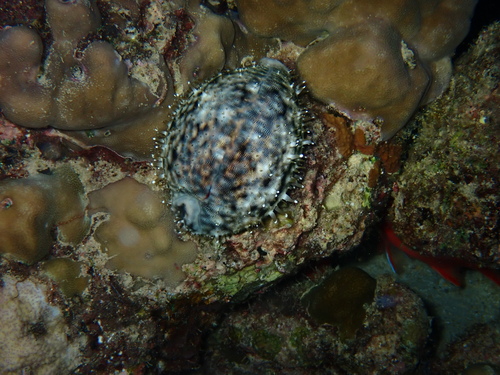 Cypraea tigris observed 2026-10-28