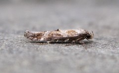 Mompha stellella