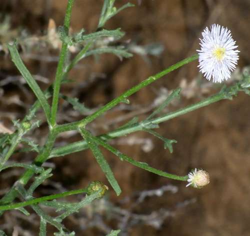 Minuria denticulata observed 2012-04-01