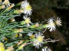 Minuria cunninghamii