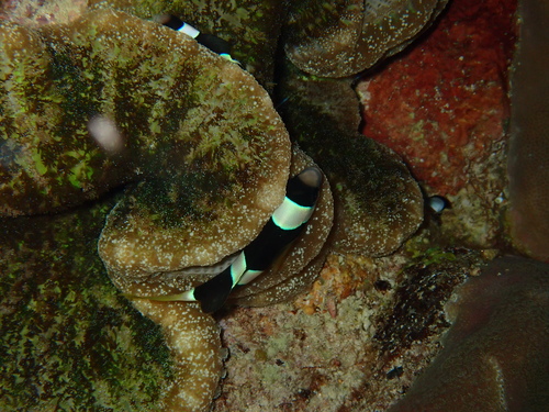 Amphiprion clarkii observed 2026-10-28