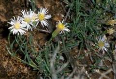 Minuria cunninghamii
