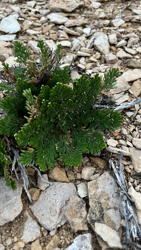 Selaginella observed 2026-10-28