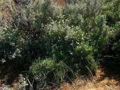 Minuria cunninghamii