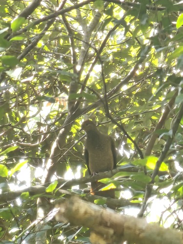Macropygia amboinensis observed 2026-10-28