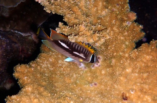 Chaetodon observed 2026-10-28