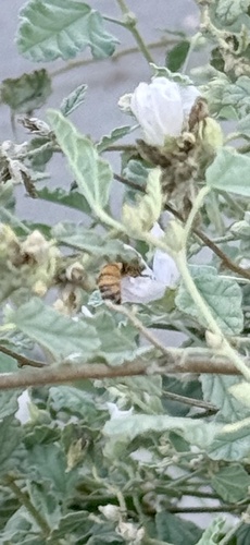 Apis mellifera photograph by the iNaturalist community