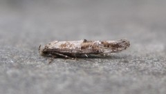 Mompha stellella