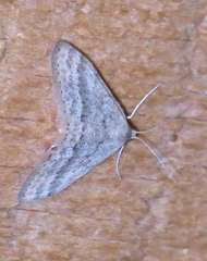 Scopula lydia