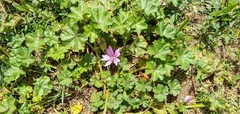 Malva sylvestris sylvestris
