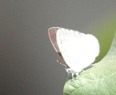 Spalgis lemolea lemolea