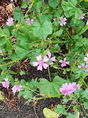 Malva sylvestris sylvestris