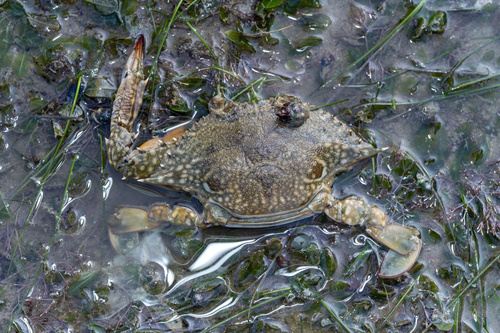 Portunus pelagicus observed 2026-10-28