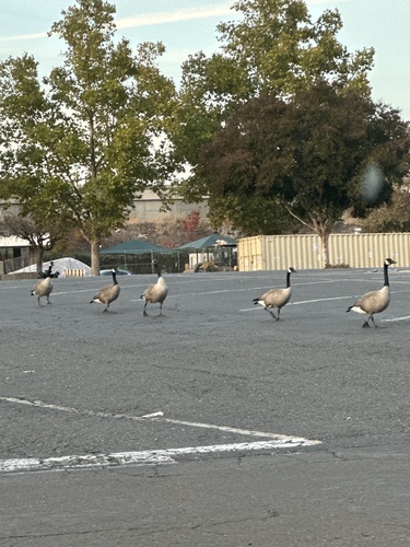 Branta observed 2026-10-28
