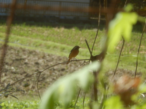 Phoenicurus auroreus observed 2026-10-29