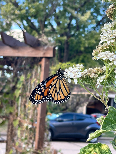 Danaus plexippus plexippus photograph by the iNaturalist community