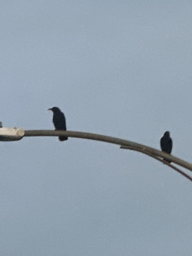 Corvus observed 2026-10-28