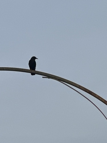 Corvus observed 2026-10-28