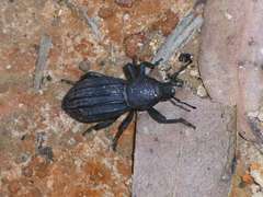 Talaurinus impressicollis