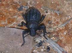 Talaurinus impressicollis