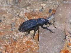 Talaurinus impressicollis