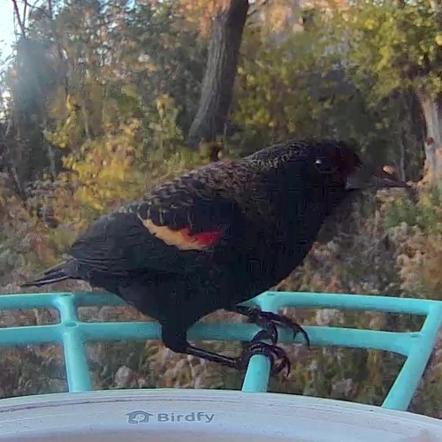 Agelaius phoeniceus observed 2026-10-28