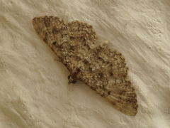 Eupithecia semigraphata