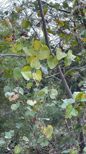 Smilax observed 2026-10-28
