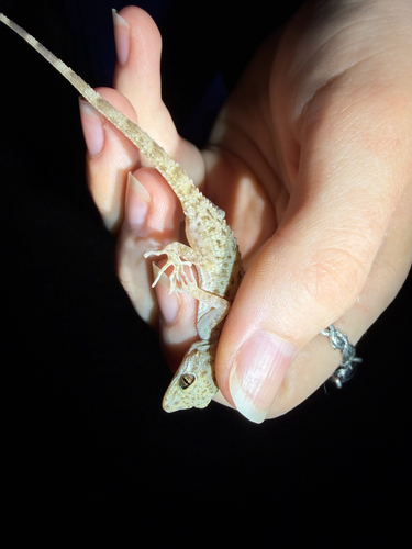 Cyrtodactylus observed 2026-10-28