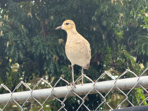 Pluvialis fulva observed 2026-10-28