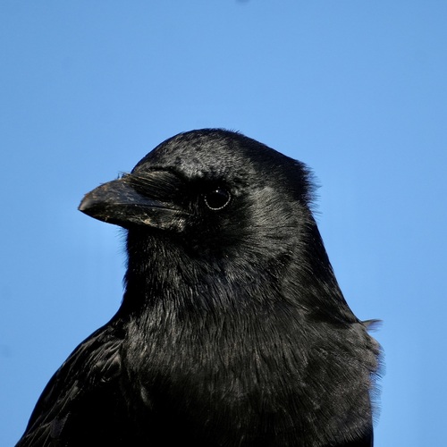 Corvus observed 2026-10-28