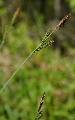 Carex nigra juncea