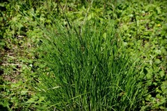 Carex nigra juncea