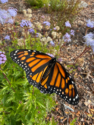 Danaus plexippus photograph by the iNaturalist community