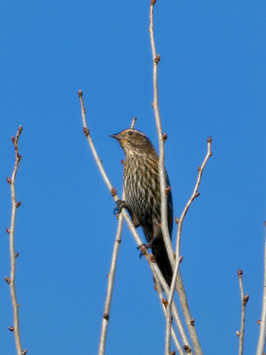 Agelaius phoeniceus observed 2026-10-28